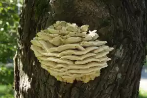 Nature art
