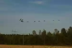Wild geese