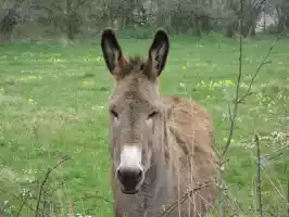 A donkey A donkey