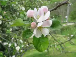 Apple tree Apple tree