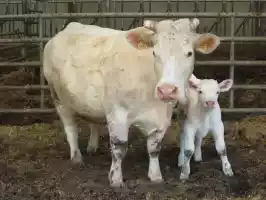 Mother and child Mother and child