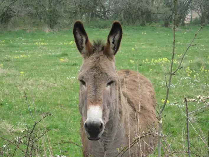 A donkey