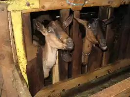 Chèvres alpines (read Goats)
