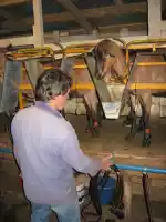 Richard milking goats