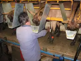 Goats like the milking because they get some special food