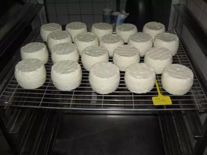Cheese in process 2