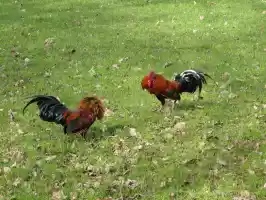 A park designed by sadists - putting four roosters to one corral. Rooster is the symbol of France