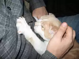 He loved to suck Santeris shirt