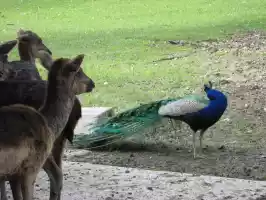 Peacock showing off to deers