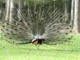 Peacocks rear