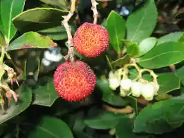 Arbousier (strawberry tree) berries taste good