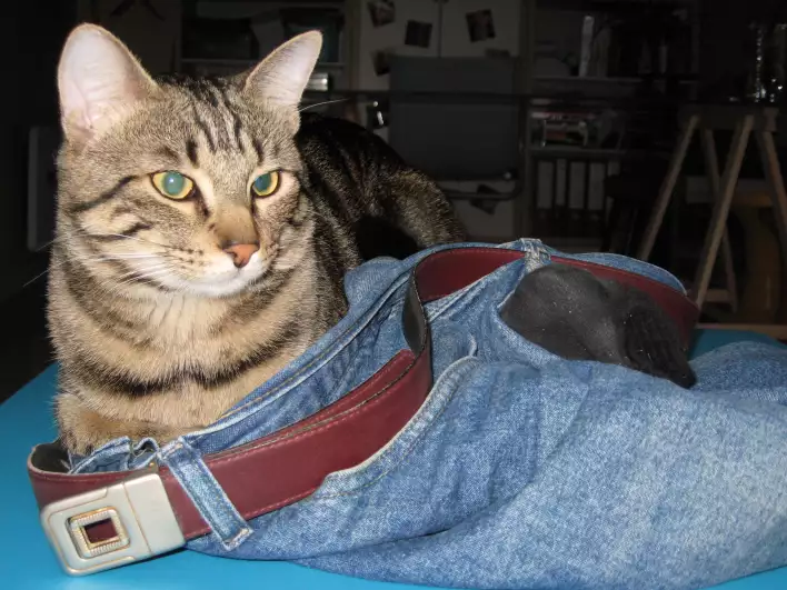 Zut, an uncut male cat, nesting in Santeris jeans
