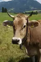 Cow bells feel like animal cruelty, they are so noisy