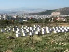 Houses for bees and people