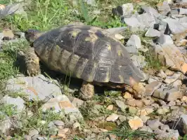 Turtle in the limelight