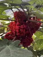 Red flower