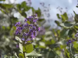 Violet flower