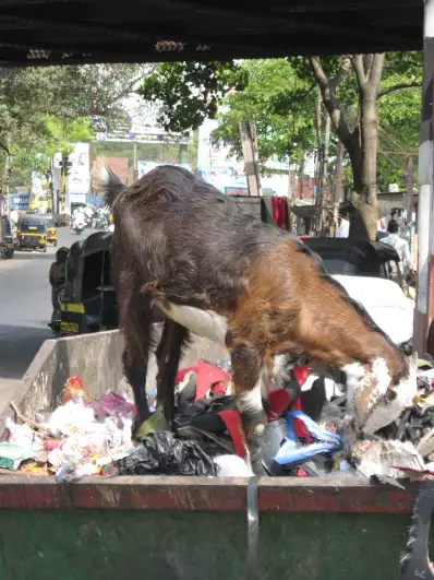 A goat enjoying trash