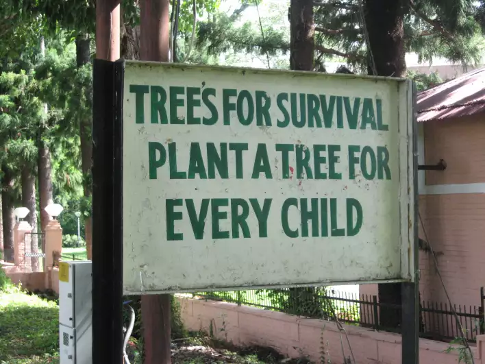 Better if you forget the children and keep planting trees