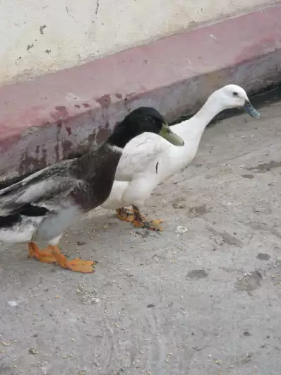 Locals have ducks as pets
