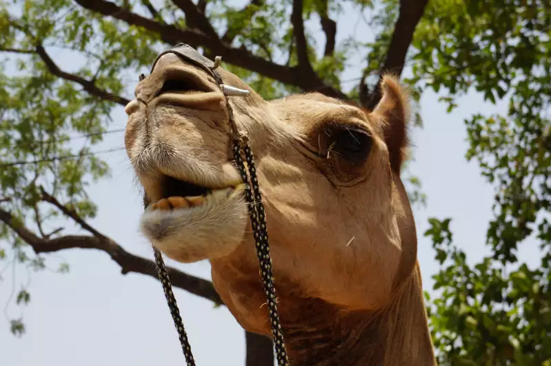 There was plenty of camels in Jaipur, Rajastan