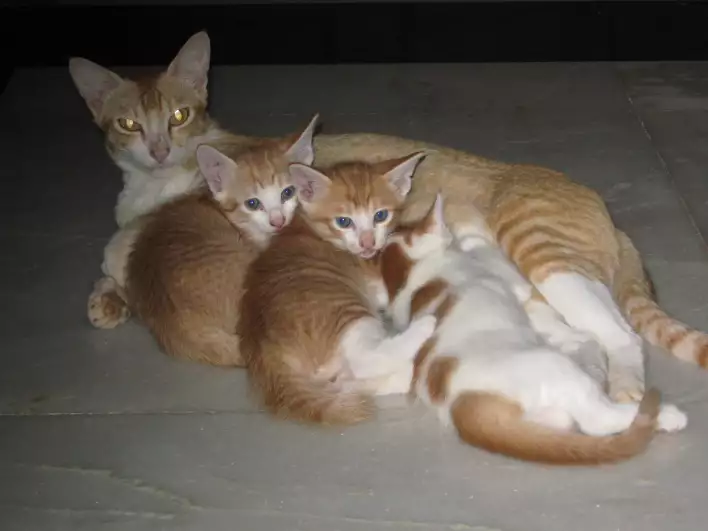 This cat family lived in our closet in Pondicherry