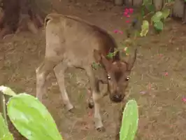 A baby cow