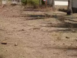 A Comodo dragons relative