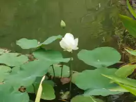 A flower