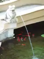 Frog spitting fish