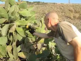A wrong and painful way to pick prickly pears