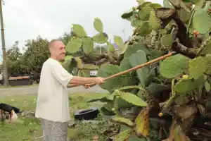 The right way to pick prickly pears