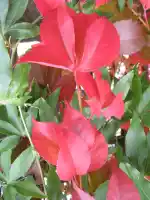 Autumn leaves