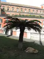 Lots of street dogs in Napoli