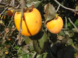 Ripe persimmon fruits