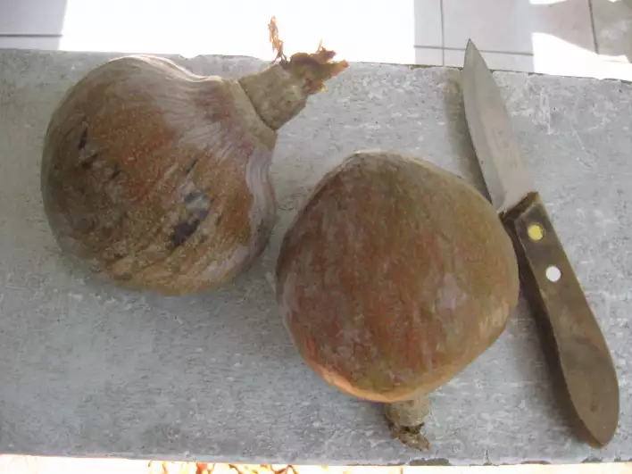 Delicious custard apples, these are not ripe yet