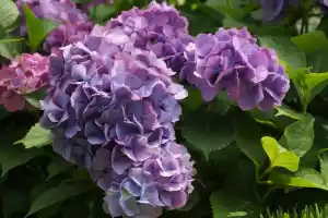 Nice flowers Nice flowers