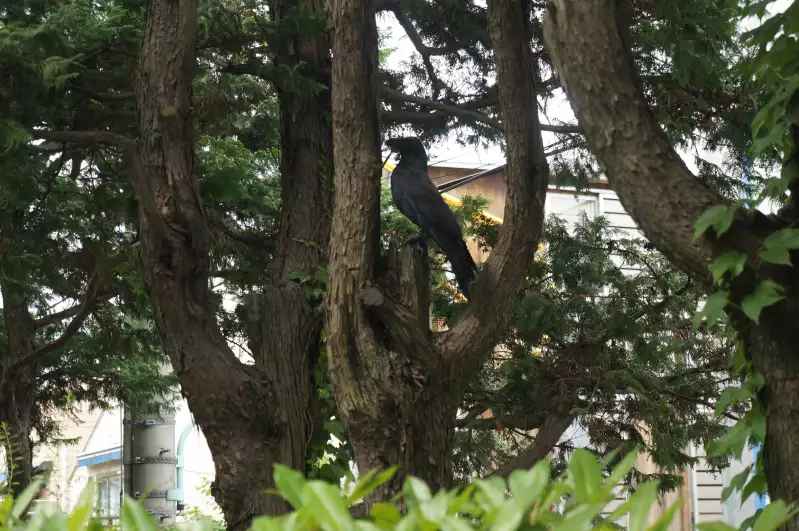 Huge crow in Tokyo