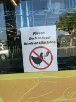 Feeding free chicken is forbidden