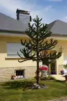 Too thin for a Christmas tree