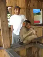 Chained monkey for attracting customers. Animal cruelty?
