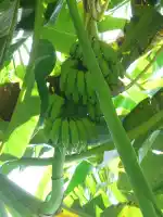 Bananas dont grow in supermarkets