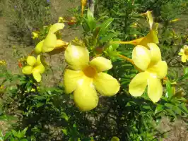 Blooming, colourful flowers that are not plastic