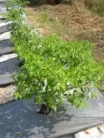 Chili plants