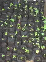 Chili seedlings