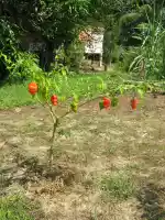 Fruity chili