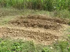 Our vegetable beds produced only weeds. It was too hot for cabbage, swedes, and salad