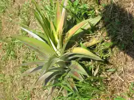 Pineapple plant