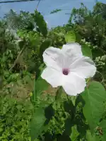 Some flower