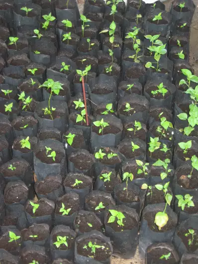 Chili seedlings
